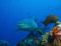   Lemon shark Bora cybershot T5  